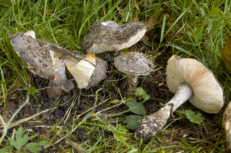 Amanita inopinata (door Nico Dam)