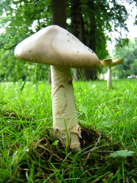 Amanita lividopallescens (door Gert Immerzeel)