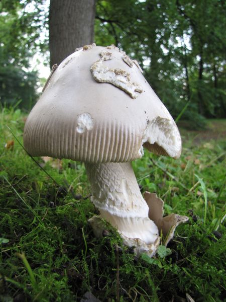 Amanita lividopallescens (door Gert Immerzeel)