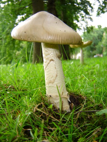 Amanita lividopallescens (door Gert Immerzeel)