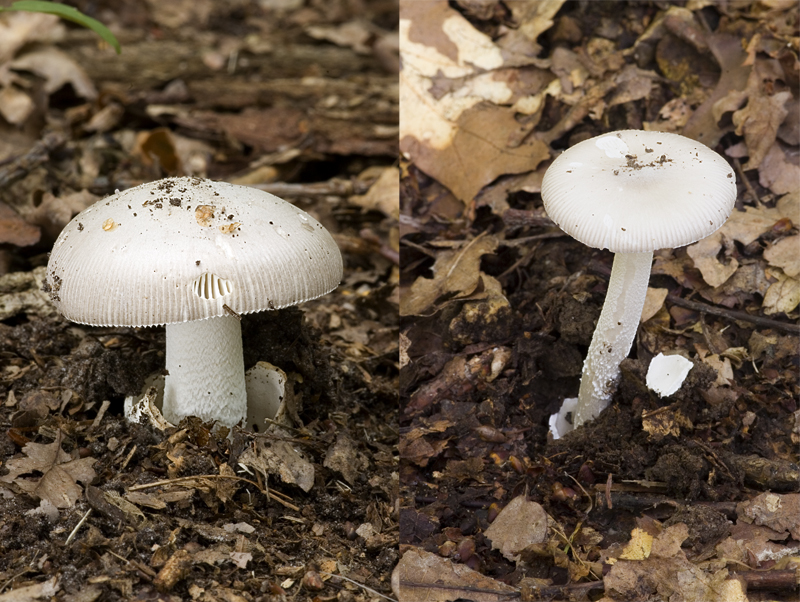 Amanita mairei (door Nico Dam)