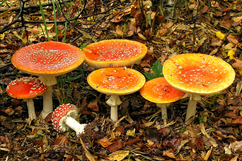 Amanita muscaria (door Henk Huijser)