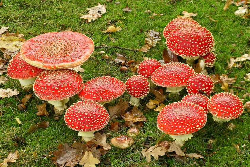 Amanita muscaria (door Henk Huijser)