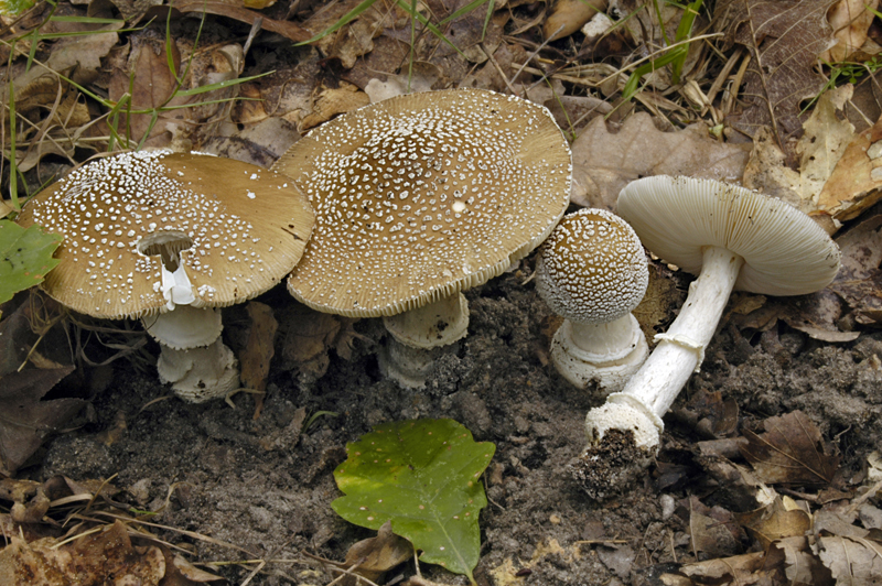 Amanita pantherina var. pantherina (door Nico Dam)