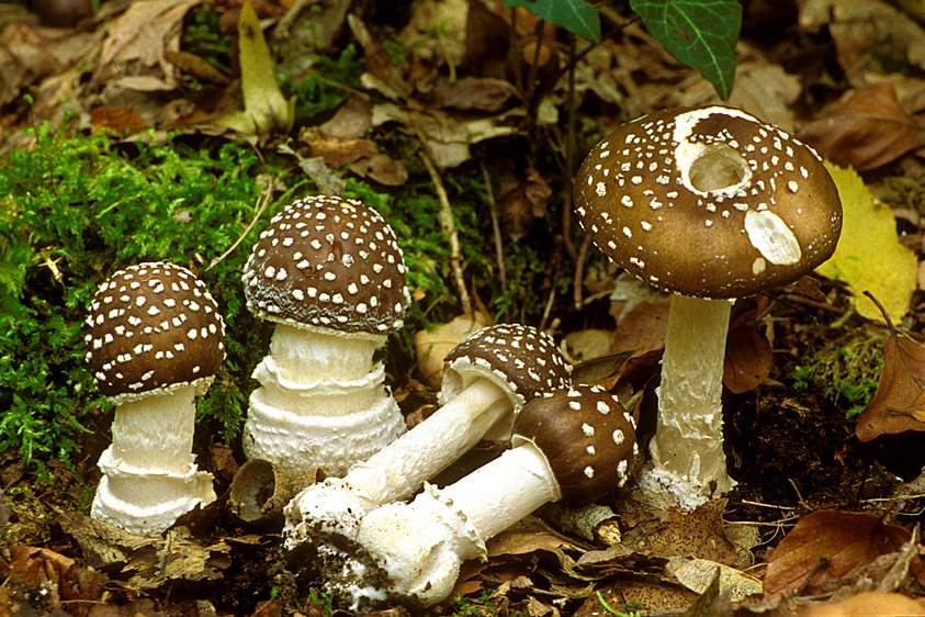 Amanita pantherina var. pantherina (door Henk Huijser)