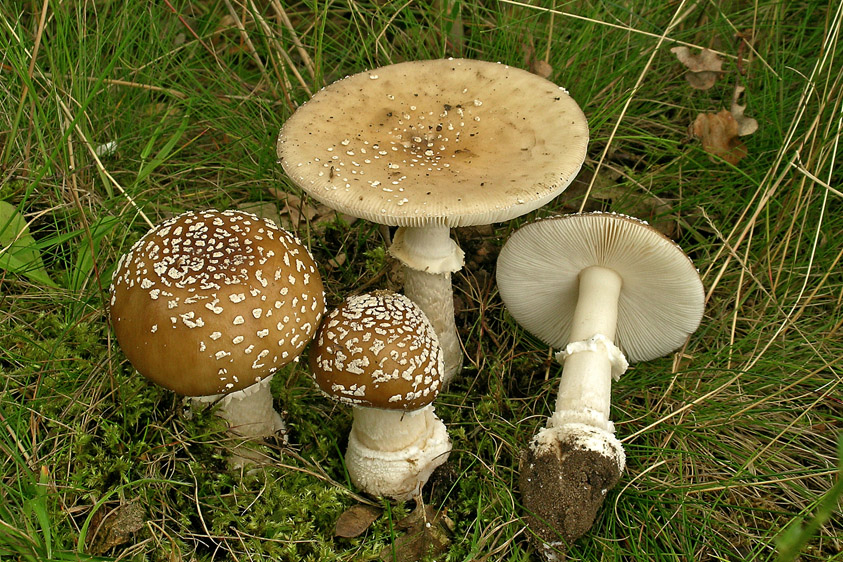 Amanita pantherina var. pantherina (door Henk Huijser)