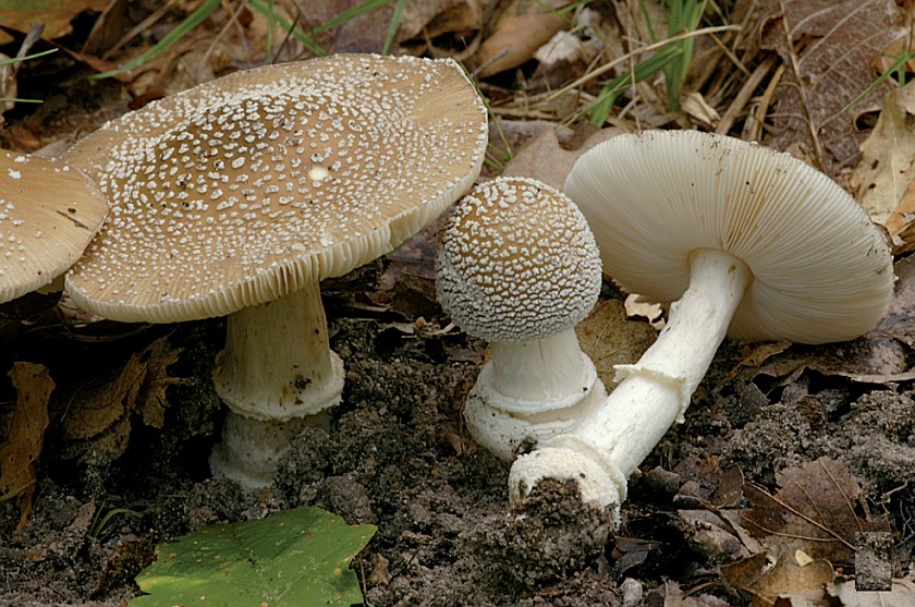 Amanita pantherina var. pantherina (door Nico Dam)