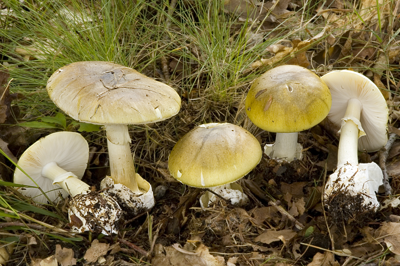 Amanita phalloides var. phalloides (door Nico Dam)