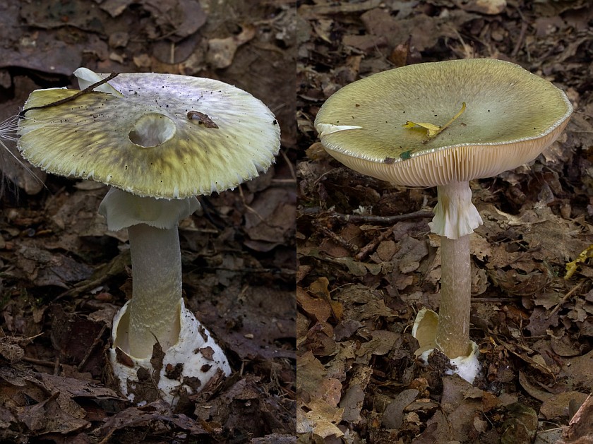 Amanita phalloides var. phalloides (door Gerben Winkel)