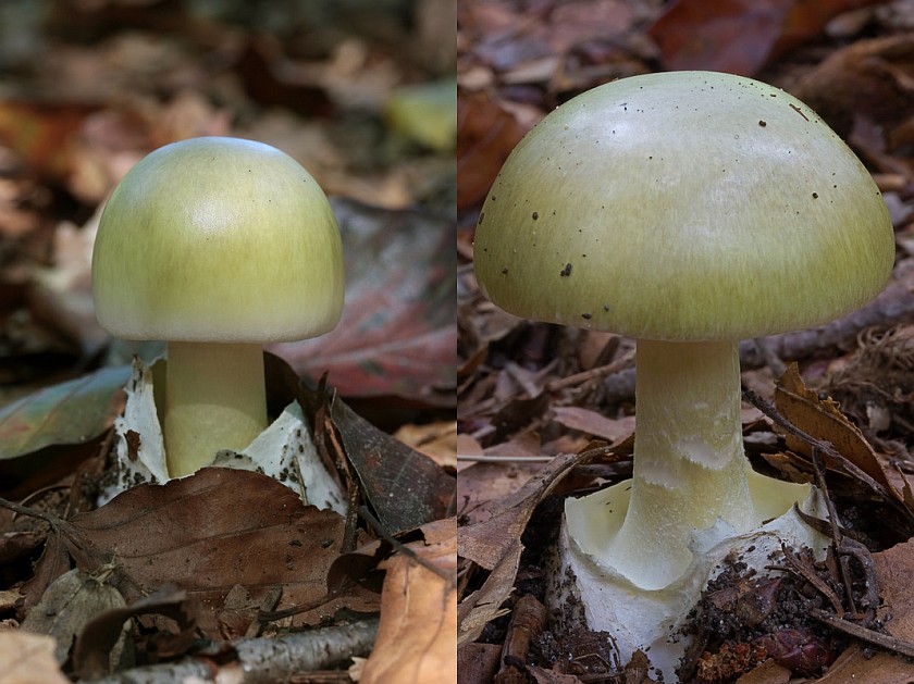 Amanita phalloides var. phalloides (door Gerben Winkel)