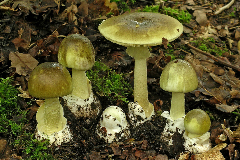 Amanita phalloides var. phalloides (door Henk Huijser)