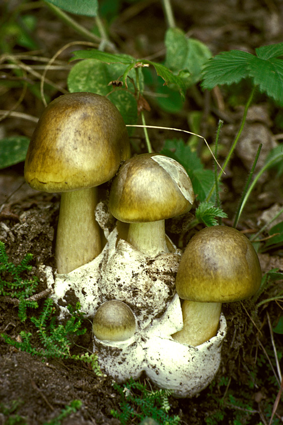 Amanita phalloides var. phalloides (door Henk Huijser)