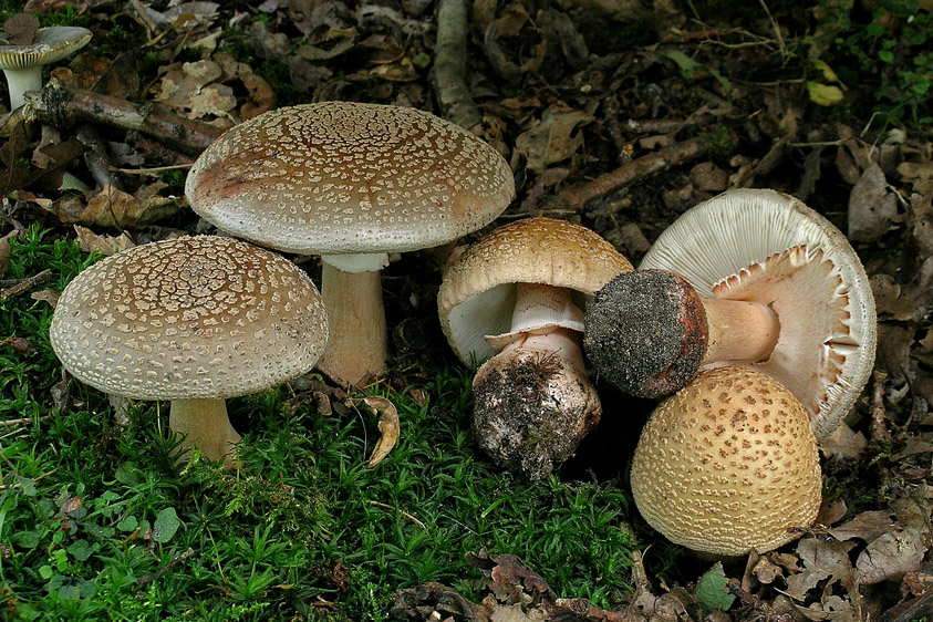 Amanita rubescens f. rubescens (door Henk Huijser)