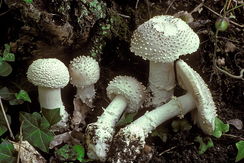 Amanita solitaria (door Henk Huijser)