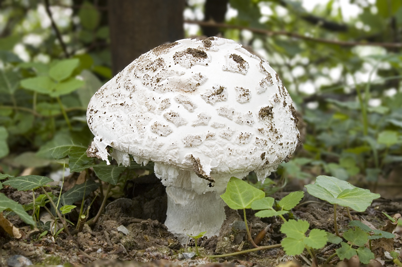 Amanita strobiliformis (door Nico Dam)