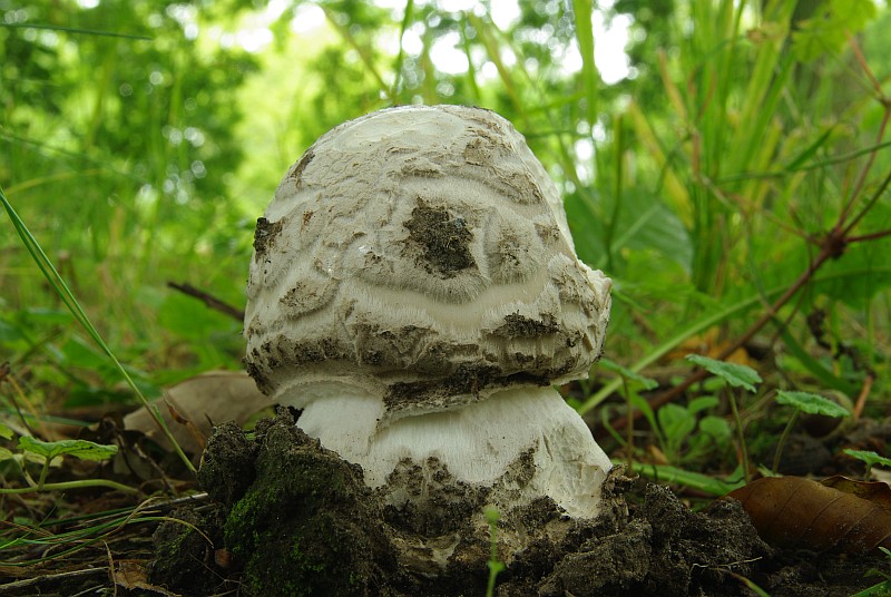 Amanita strobiliformis (door Hans Adema)