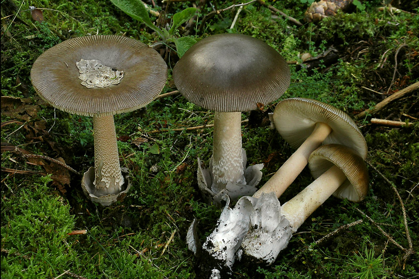 Amanita submembranacea (door Henk Huijser)