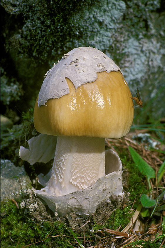 Amanita submembranacea (door Henk Huijser)