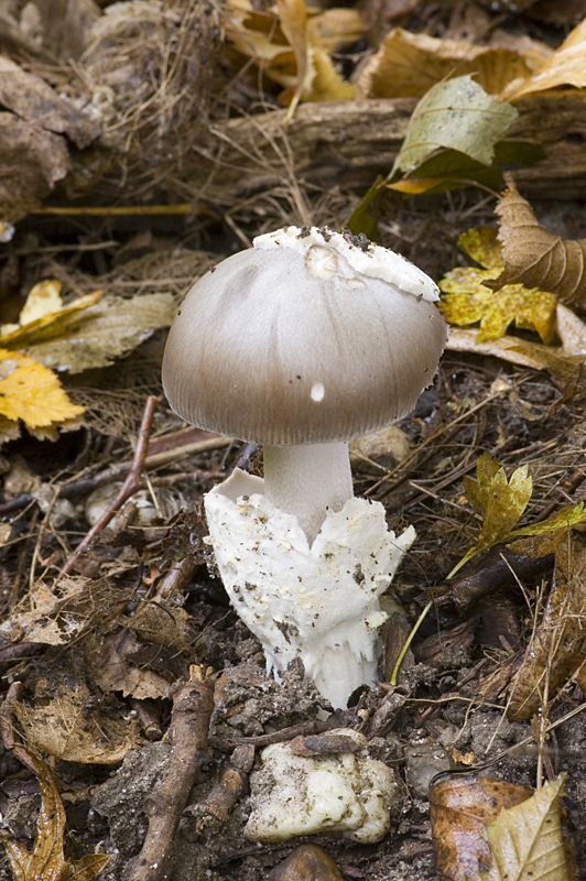 Amanita vaginata (door Nico Dam)