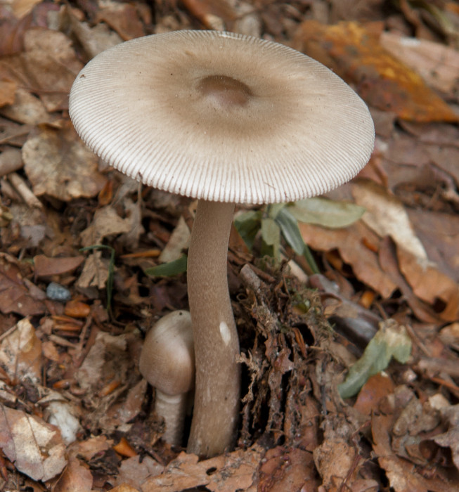 Amanita vaginata (door Aldert Gutter)