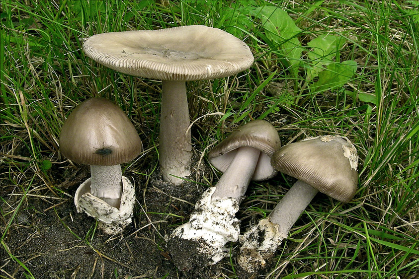 Amanita vaginata (door Henk Huijser)