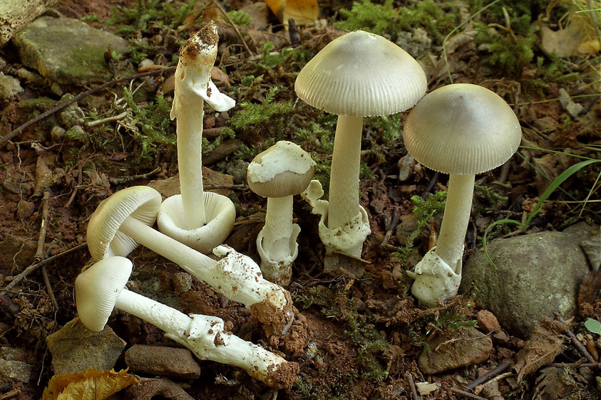 Amanita vaginata (door Henk Huijser)