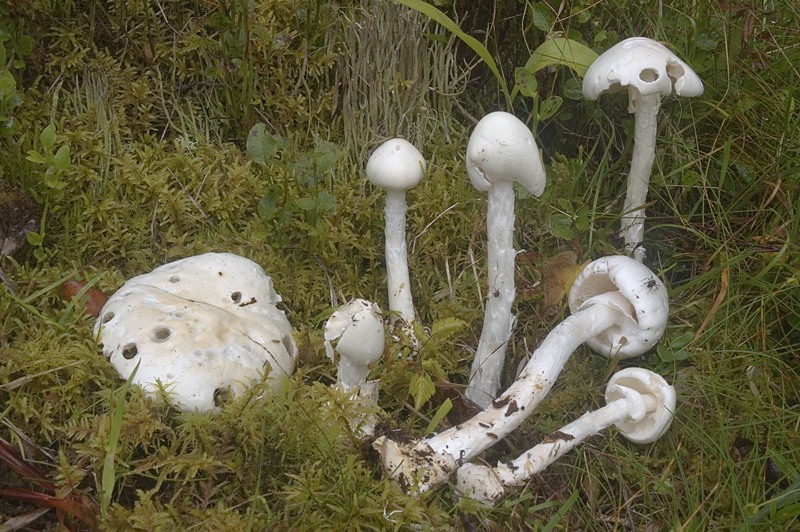 Amanita virosa (door Nico Dam)