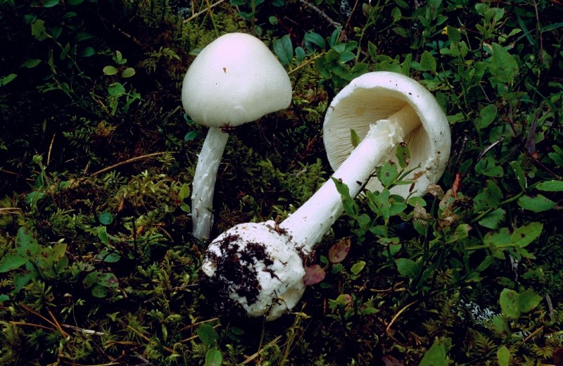 Amanita virosa (door Mirjam Veerkamp)