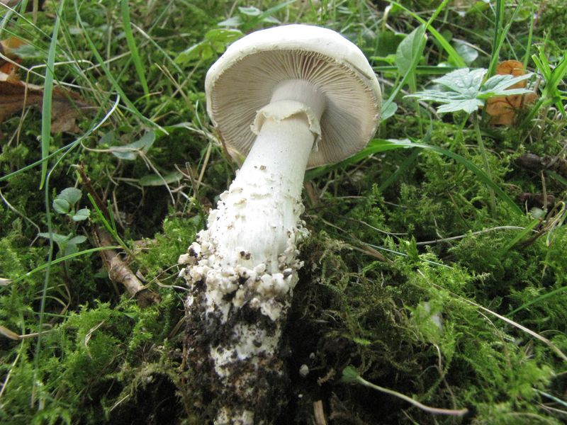 Amanita vittadinii (door Gert Immerzeel)