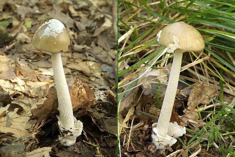 Amanita olivaceogrisea (door Marjon van der Vegte)