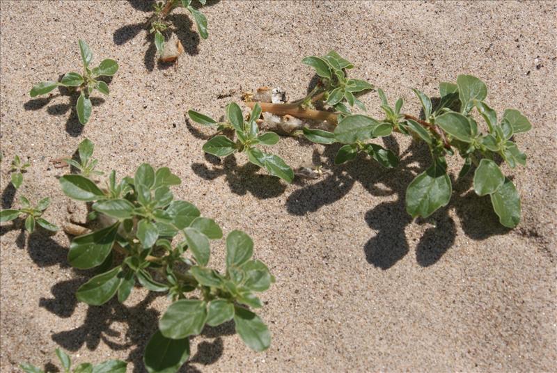 Amaranthus blitoides (door Adrie van Heerden)