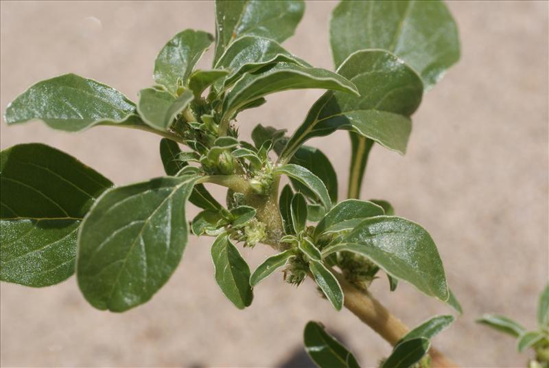 Amaranthus blitoides (door Adrie van Heerden)