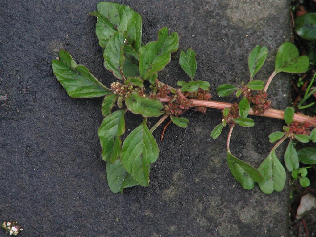 Amaranthus blitum (door Pieter Stolwijk)