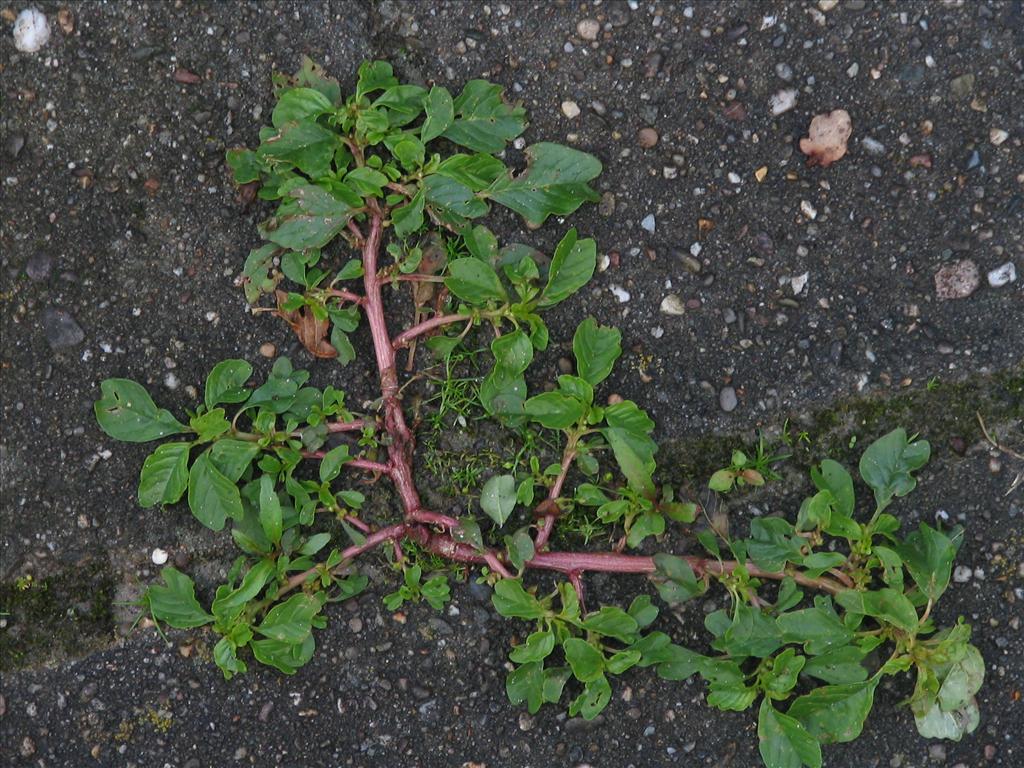 Amaranthus blitum (door Pieter Stolwijk)