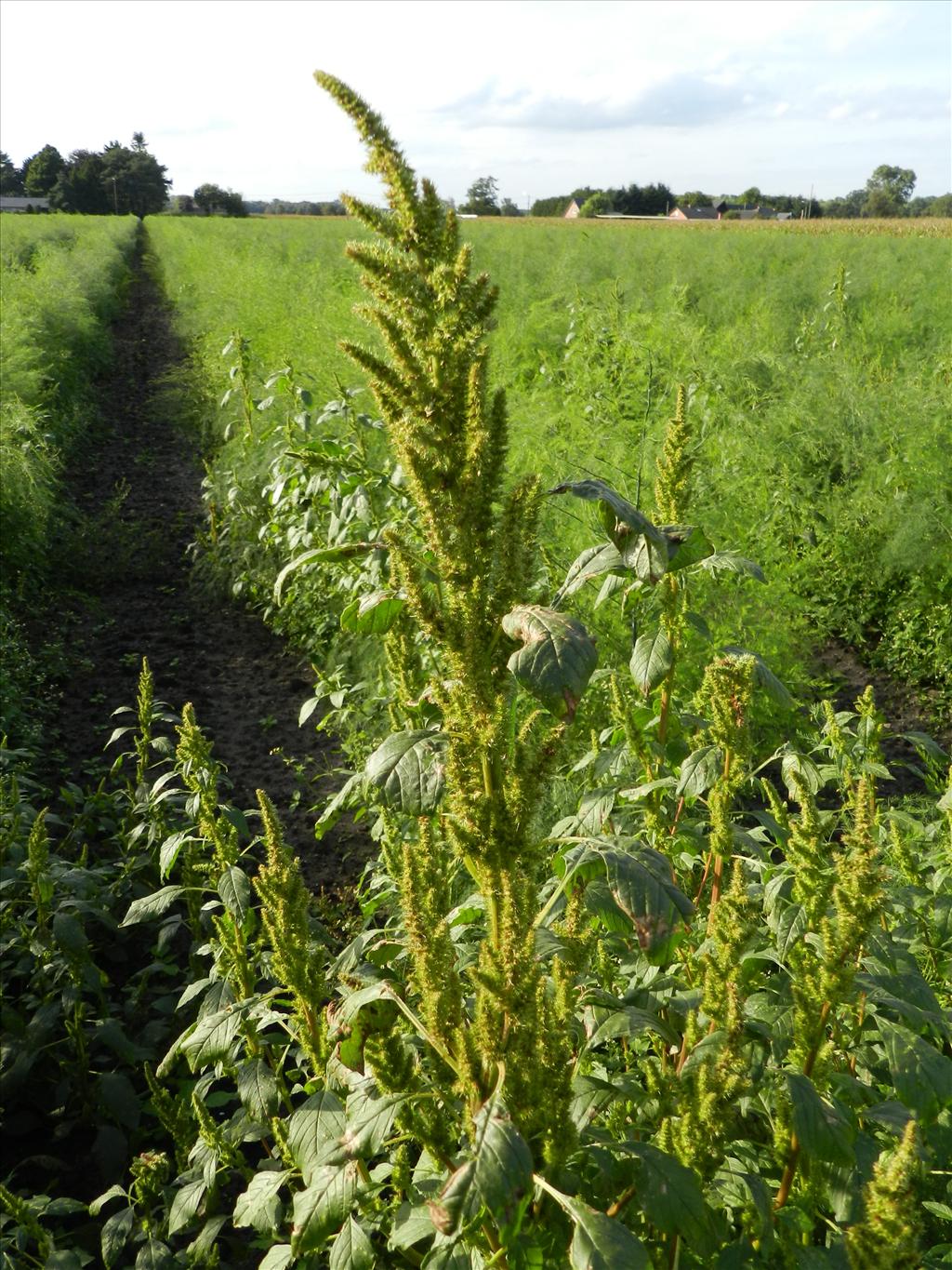 Amaranthus hybridus subsp. bouchonii (door Rutger Barendse)