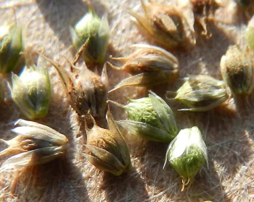 Amaranthus hybridus subsp. bouchonii (door Rutger Barendse)