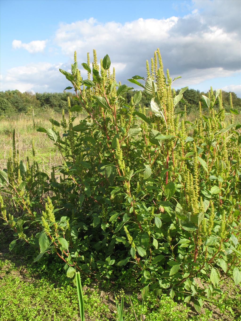 Amaranthus hybridus subsp. hybridus (door Rutger Barendse)