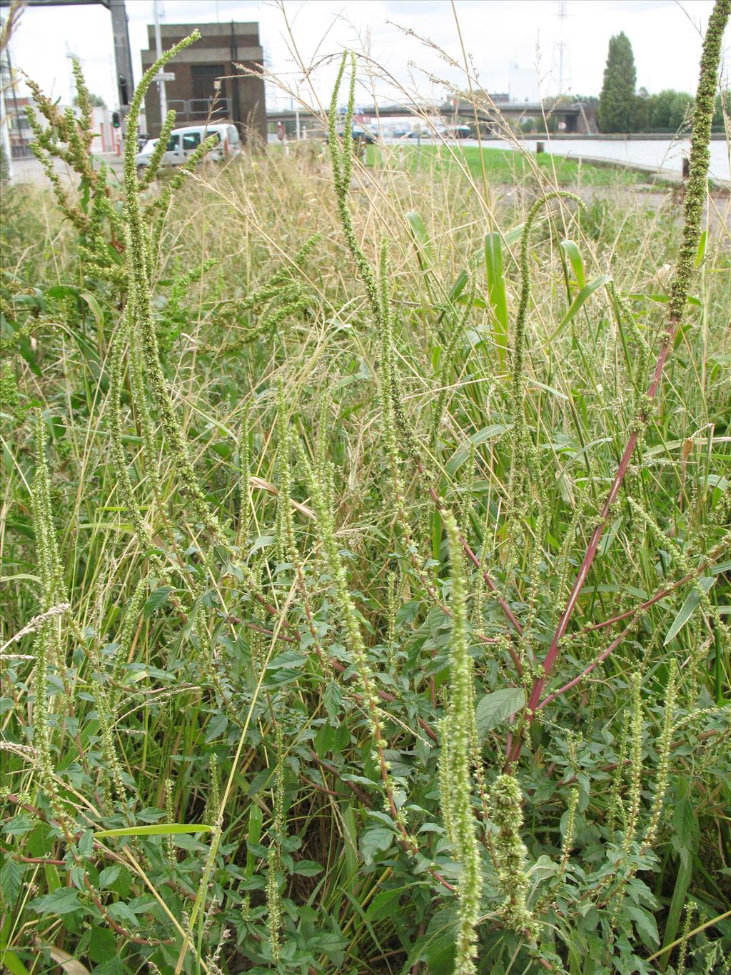 Amaranthus palmeri (door Rutger Barendse)