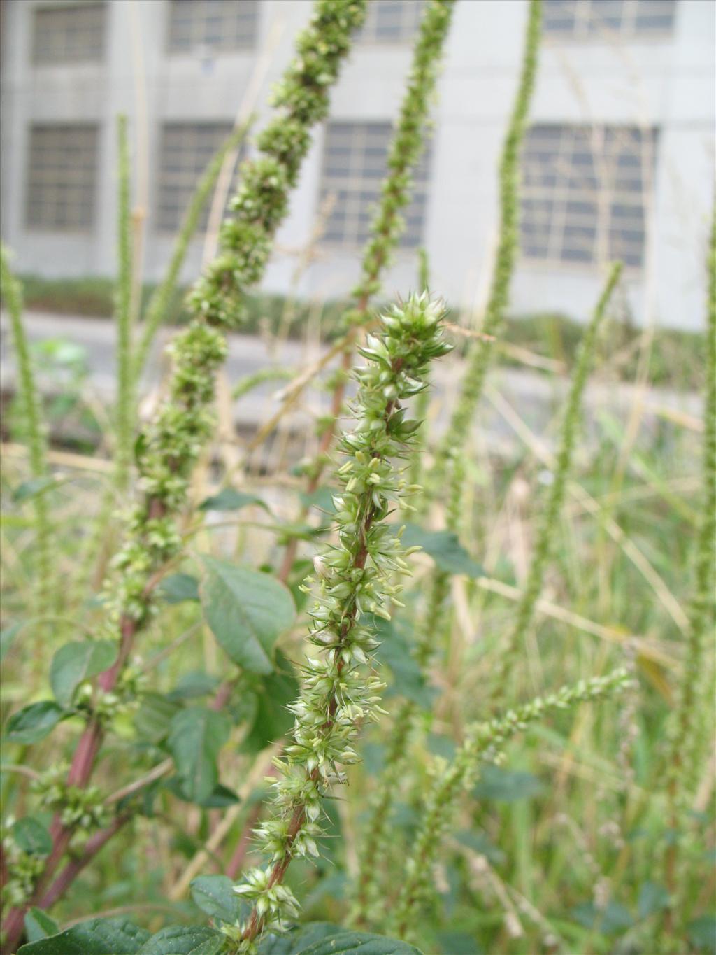 Amaranthus palmeri (door Rutger Barendse)