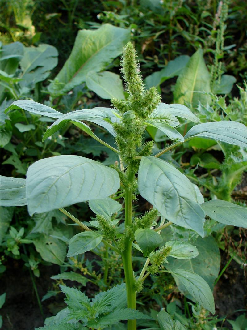 Amaranthus retroflexus (door Adrie van Heerden)