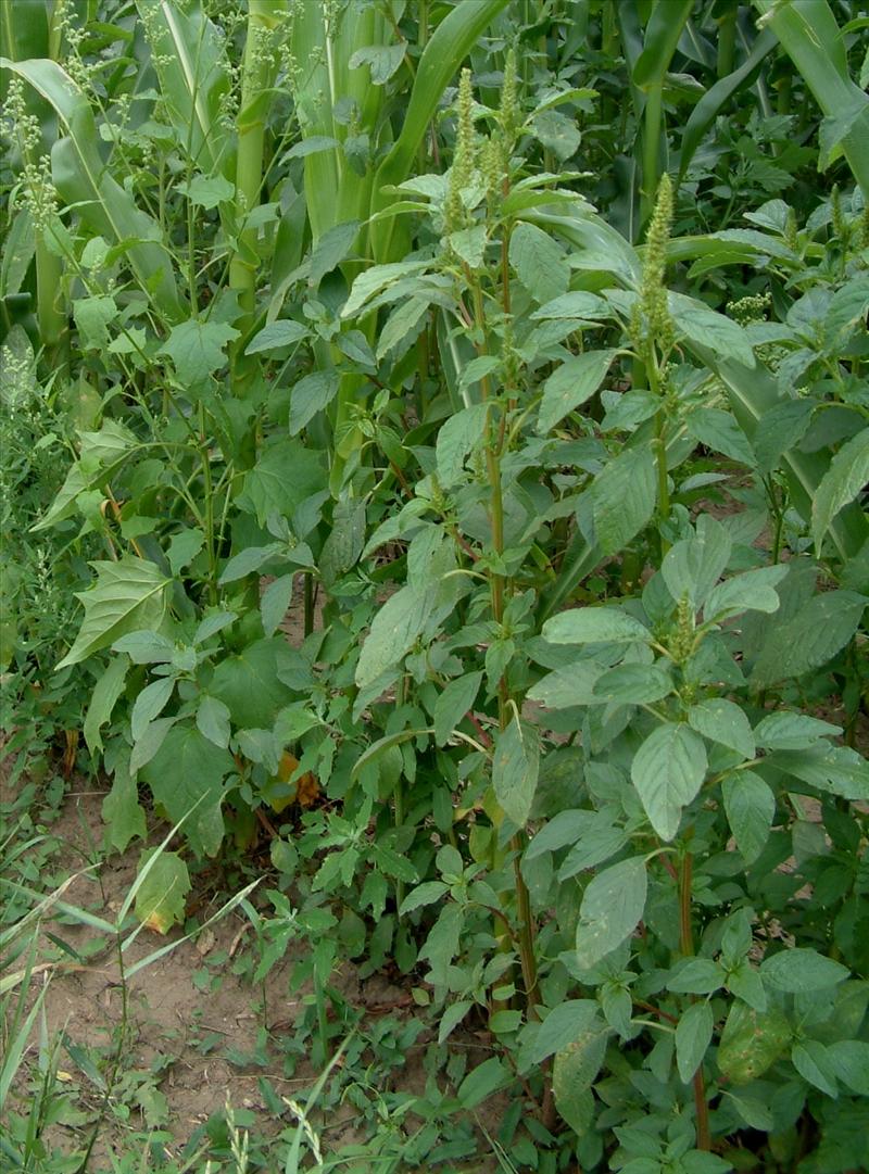 Amaranthus retroflexus (door Adrie van Heerden)