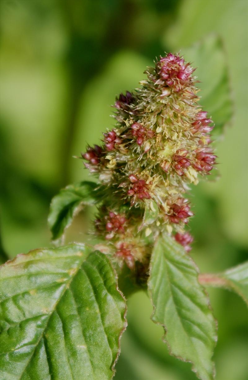 Amaranthus retroflexus (door Adrie van Heerden)