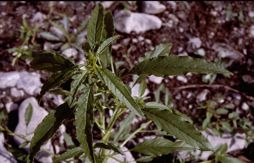 Amaranthus tuberculatus (door Rutger Barendse)