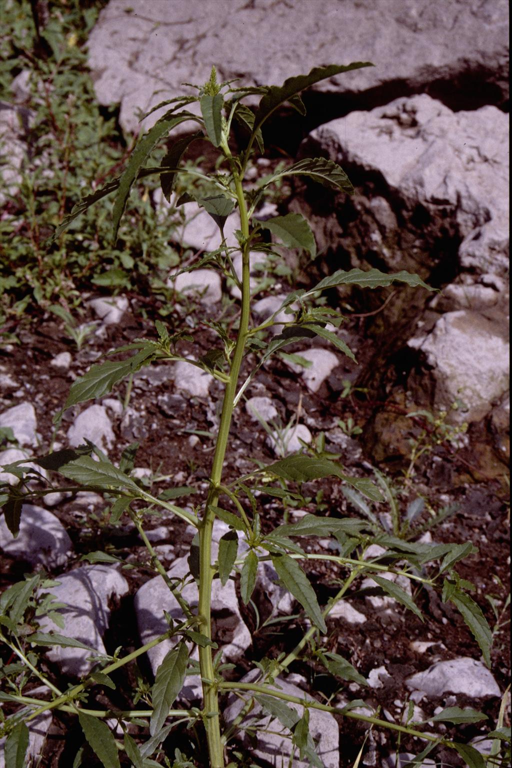 Amaranthus tuberculatus (door Rutger Barendse)