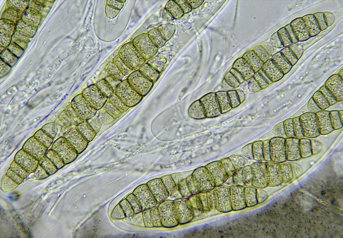 Amarenomyces ammophilae (door Eduard Osieck)