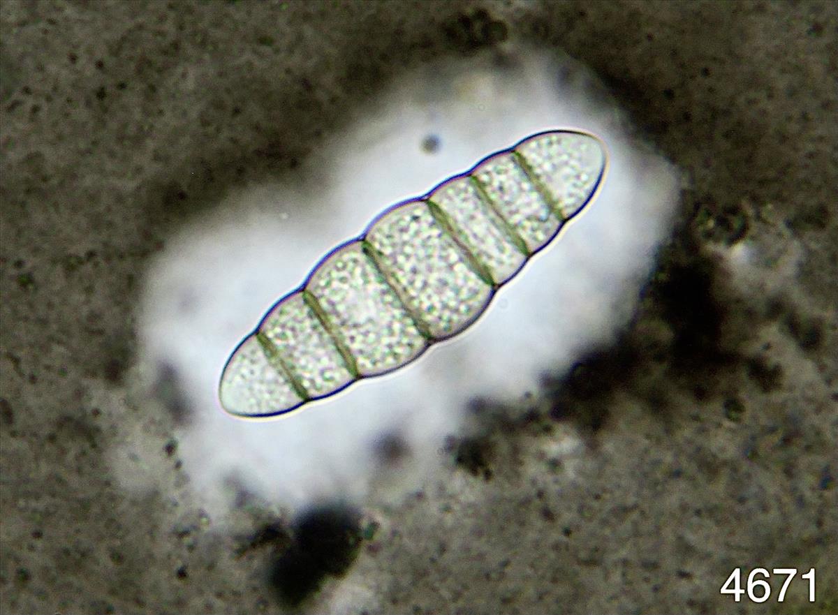Amarenomyces ammophilae (door Eduard Osieck)