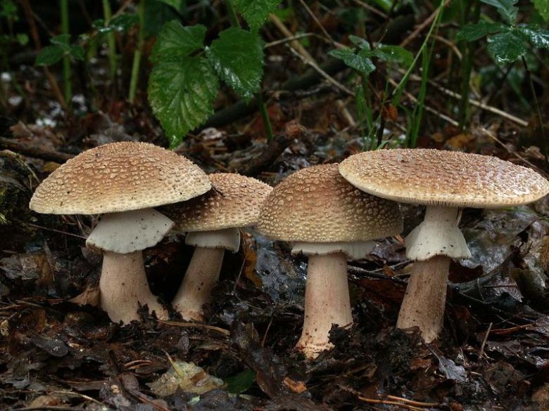 Amanita rubescens f. rubescens (door John Kap)