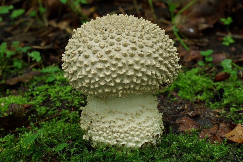 Amanita solitaria (door Gio van Bernebeek)