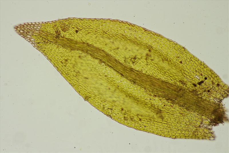 Amblystegium fluviatile (door Jan Kersten)