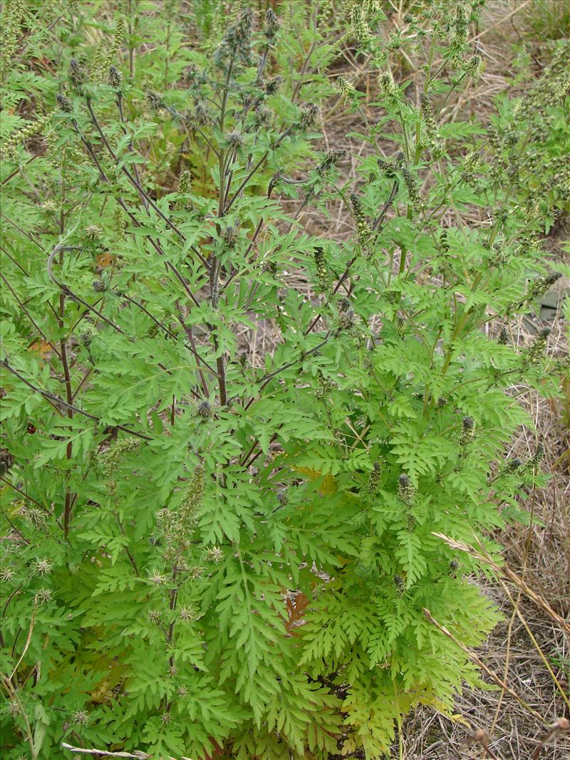 Ambrosia artemisiifolia (door Adrie van Heerden)